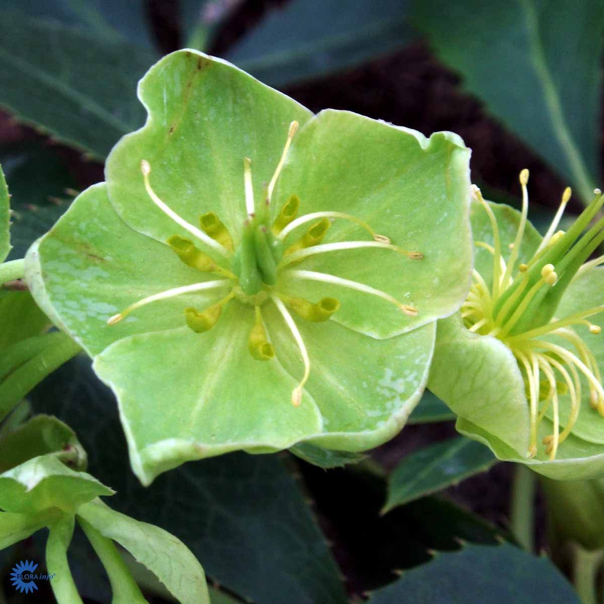 Bilde av Helleborus argutifolius-Spanne Plantesalg