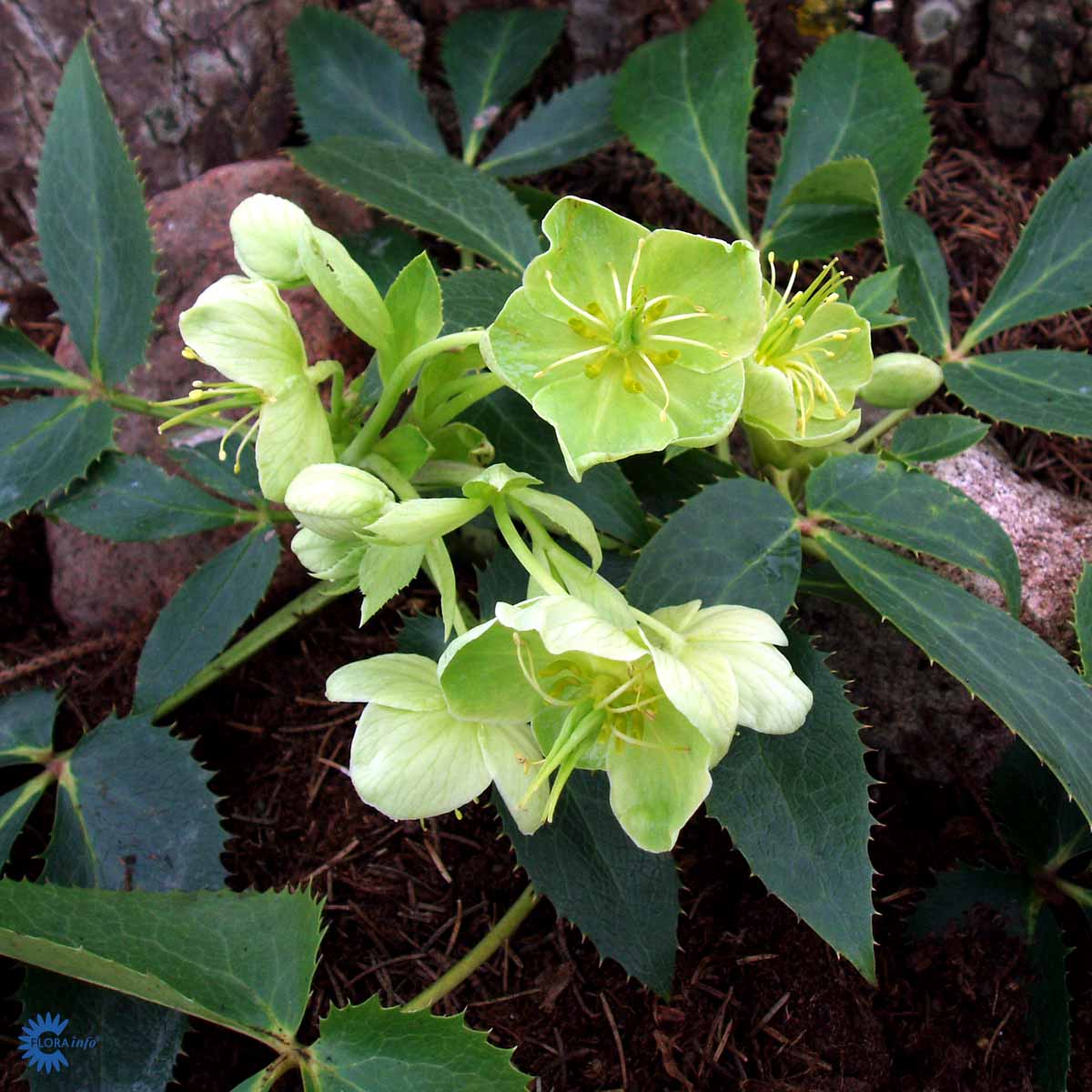 Bilde av Helleborus argutifolius-Spanne Plantesalg