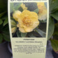 Bilde av HELLEBORUS 'CALIFORNIA DREAMING'-Spanne Plantesalg