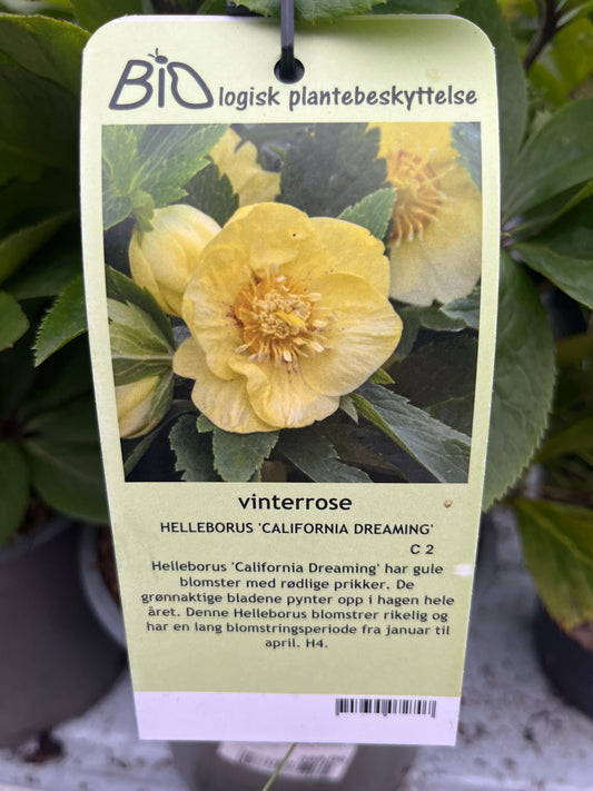 Bilde av HELLEBORUS 'CALIFORNIA DREAMING'-Spanne Plantesalg