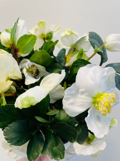 Bilde av Helleborus Christmas Carol-Spanne Plantesalg