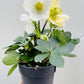 Bilde av Helleborus Christmas Carol-Spanne Plantesalg