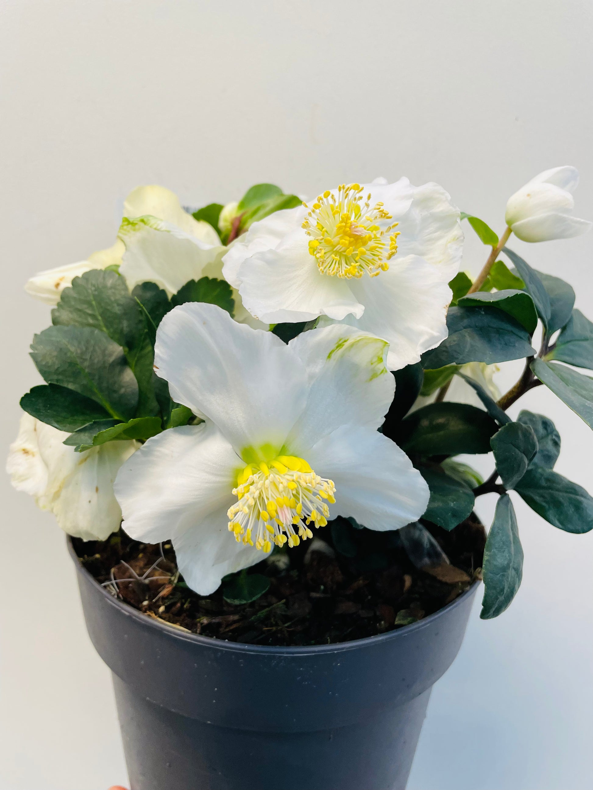 Bilde av Helleborus Christmas Carol-Spanne Plantesalg