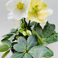 Bilde av Helleborus Christmas Carol-Spanne Plantesalg