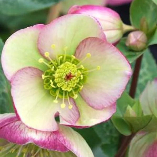 Bilde av Helleborus Glenda's Gloss-Spanne Plantesalg