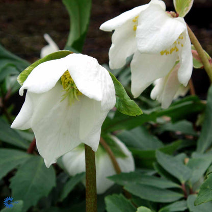 Bilde av Helleborus n. 'Praecox'-Spanne Plantesalg