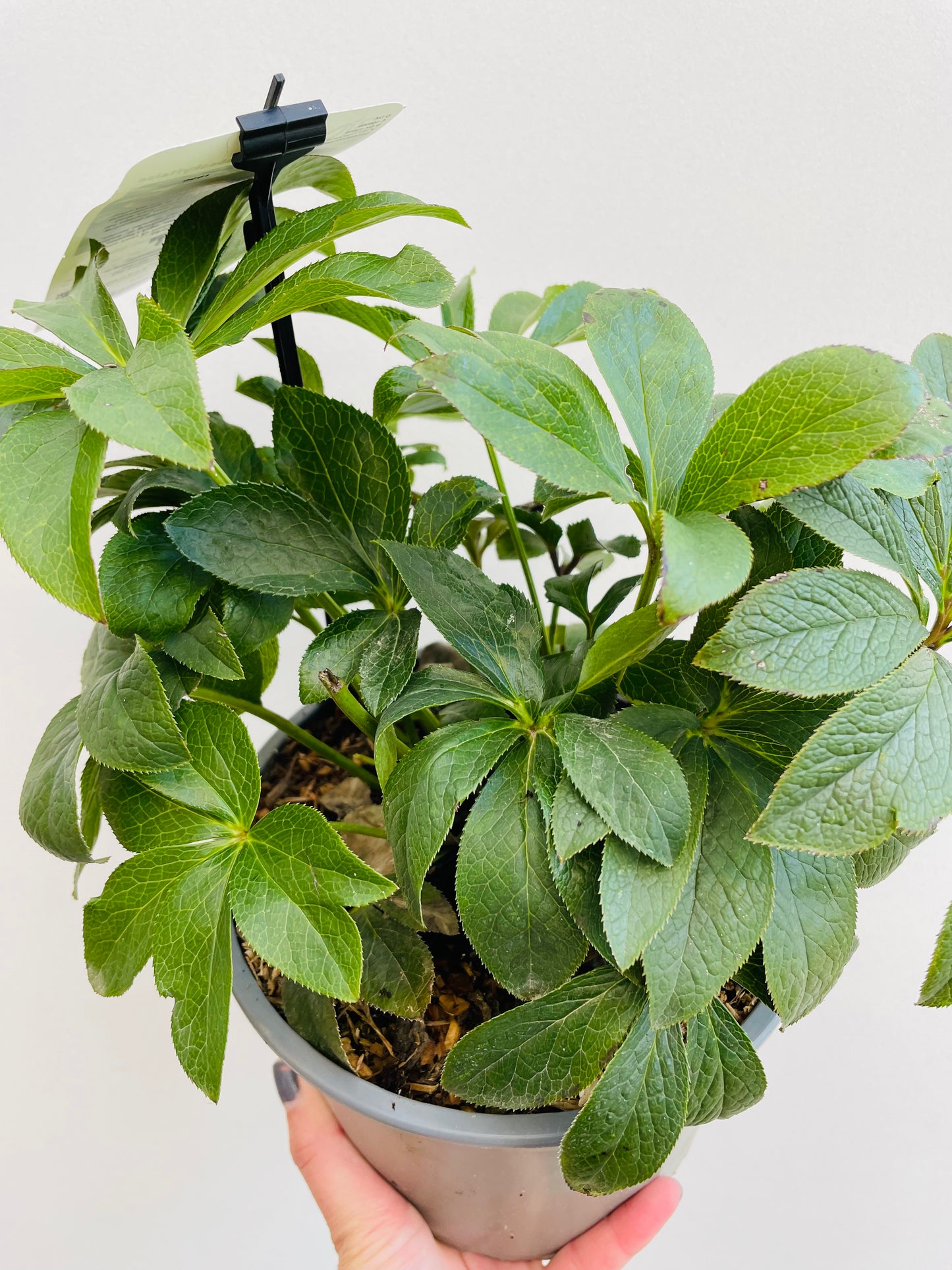 Bilde av Helleborus ‘New York Night’-Spanne Plantesalg