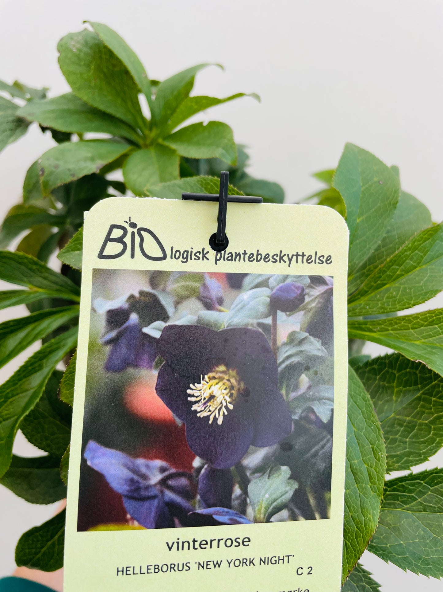 Bilde av Helleborus ‘New York Night’-Spanne Plantesalg