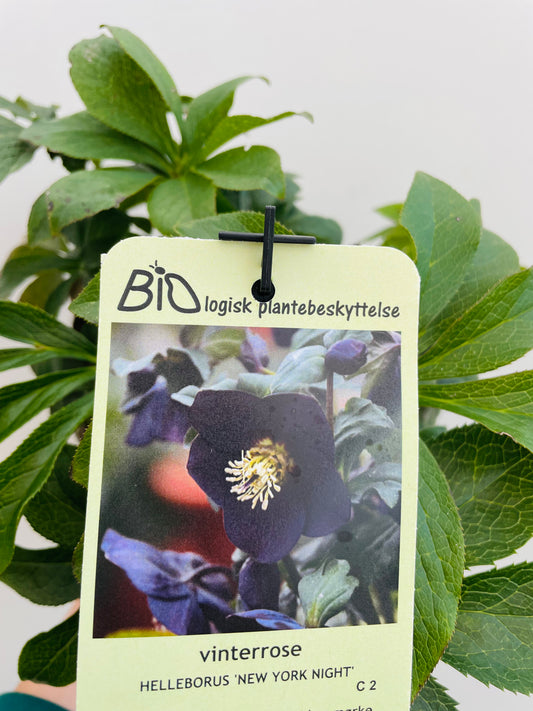 Bilde av Helleborus ‘New York Night’-Spanne Plantesalg