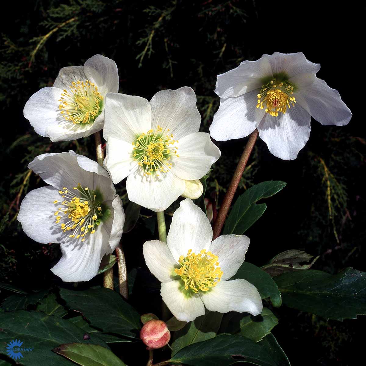 Bilde av Helleborus niger-Spanne Plantesalg