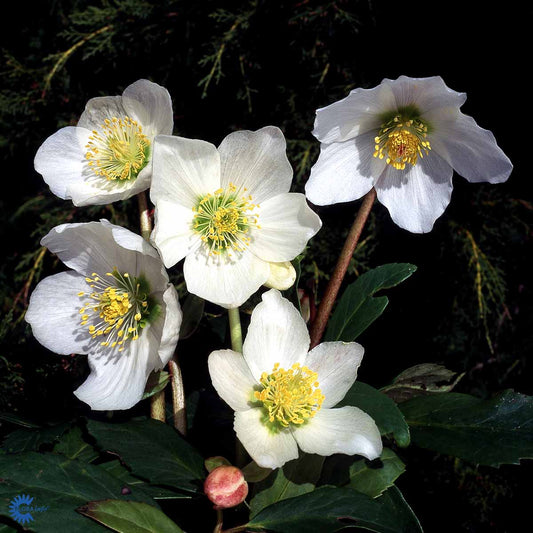 Bilde av Helleborus niger-Spanne Plantesalg