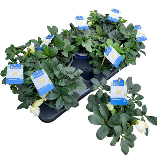 Bilde av Helleborus niger Christmas Carol Standard-Spanne Plantesalg