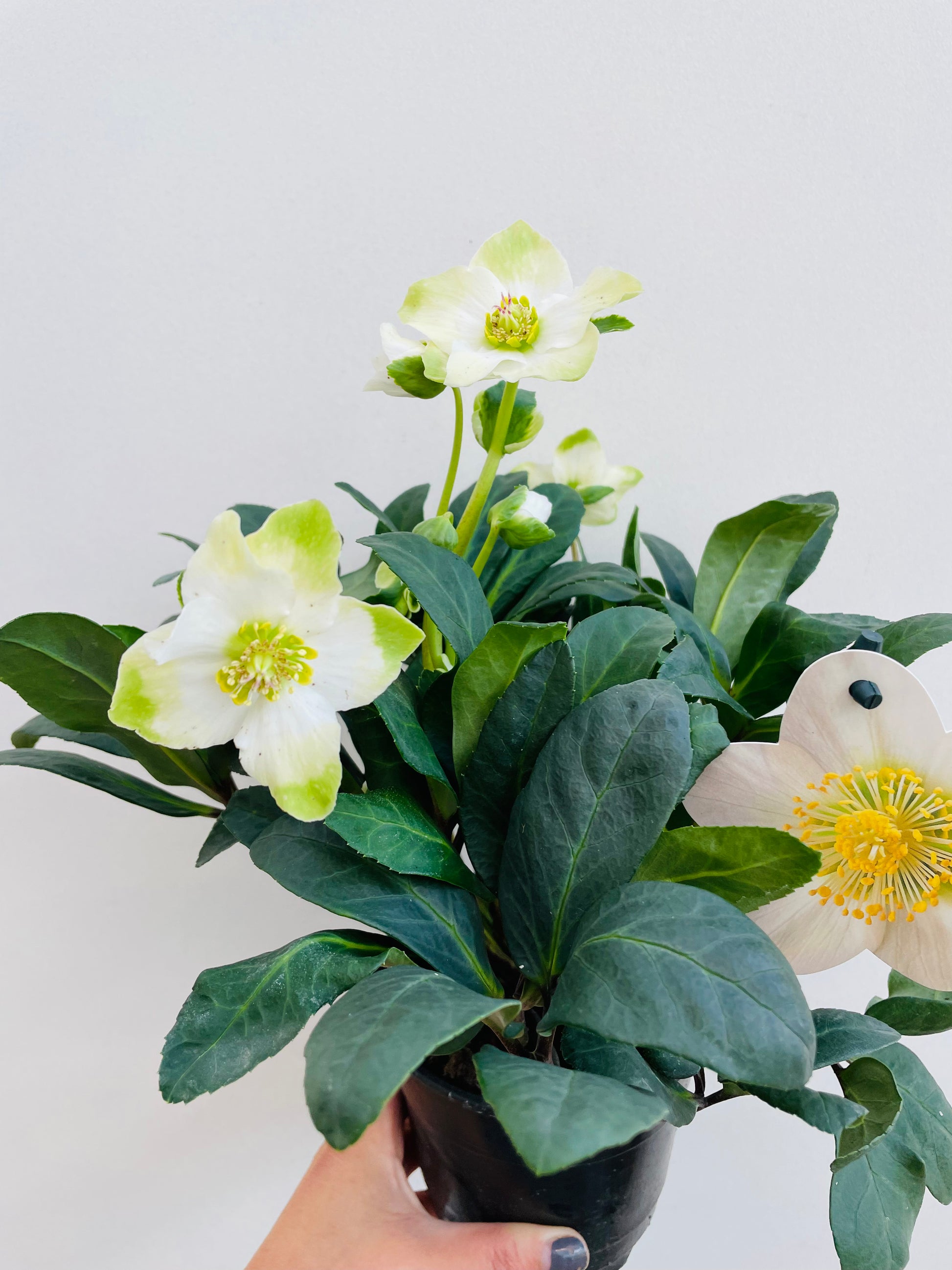 Bilde av Helleborus niger ‘Happy Day’-Spanne Plantesalg
