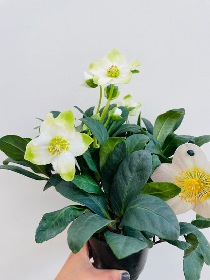 Bilde av Helleborus niger ‘Happy Day’-Spanne Plantesalg