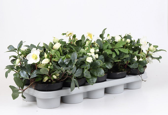 Bilde av Helleborus niger ‘Happy Day’-Spanne Plantesalg