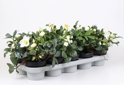 Bilde av Helleborus niger ‘Happy Day’-Spanne Plantesalg