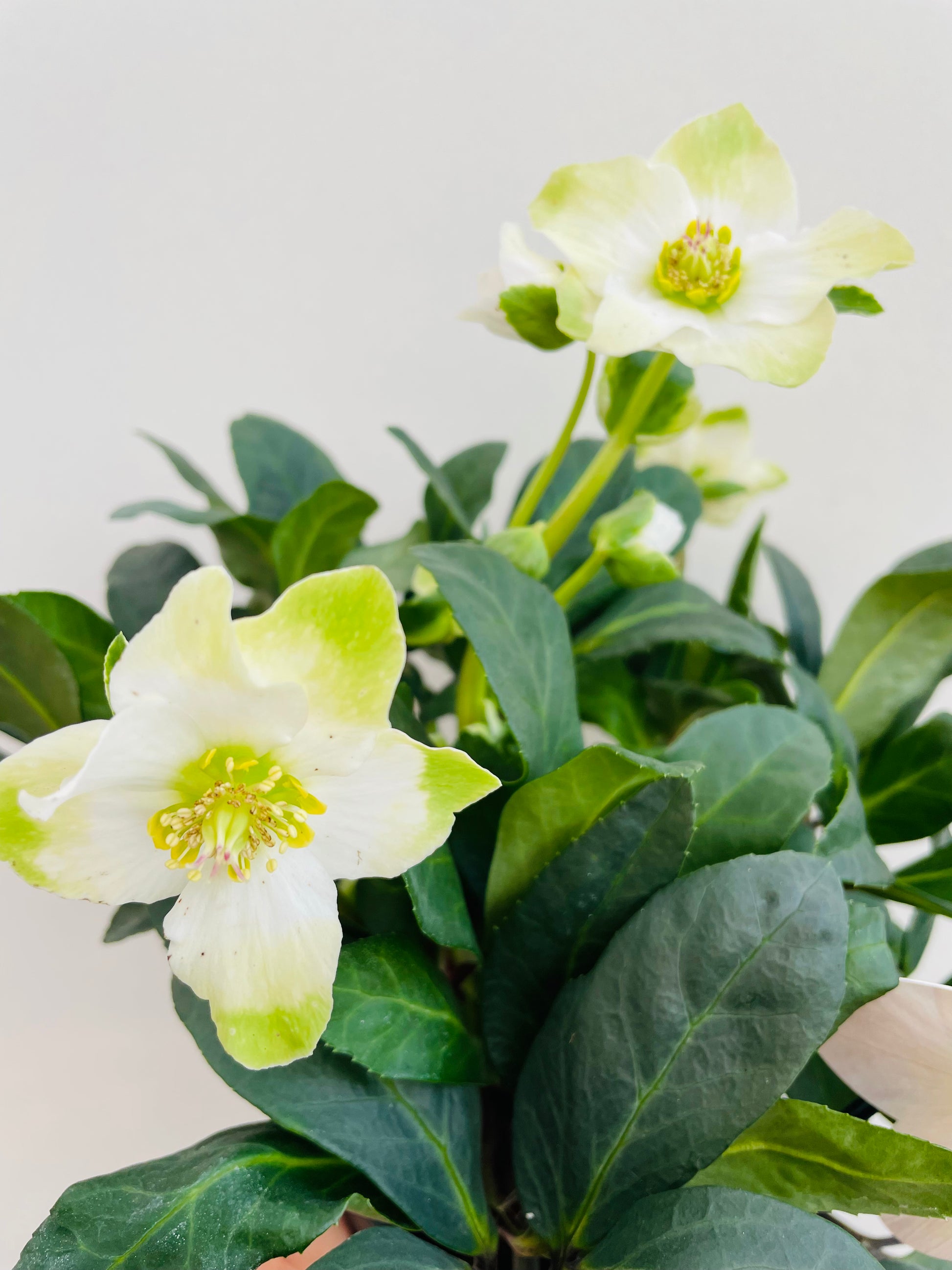 Bilde av Helleborus niger ‘Happy Day’-Spanne Plantesalg
