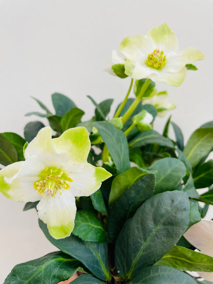 Bilde av Helleborus niger ‘Happy Day’-Spanne Plantesalg