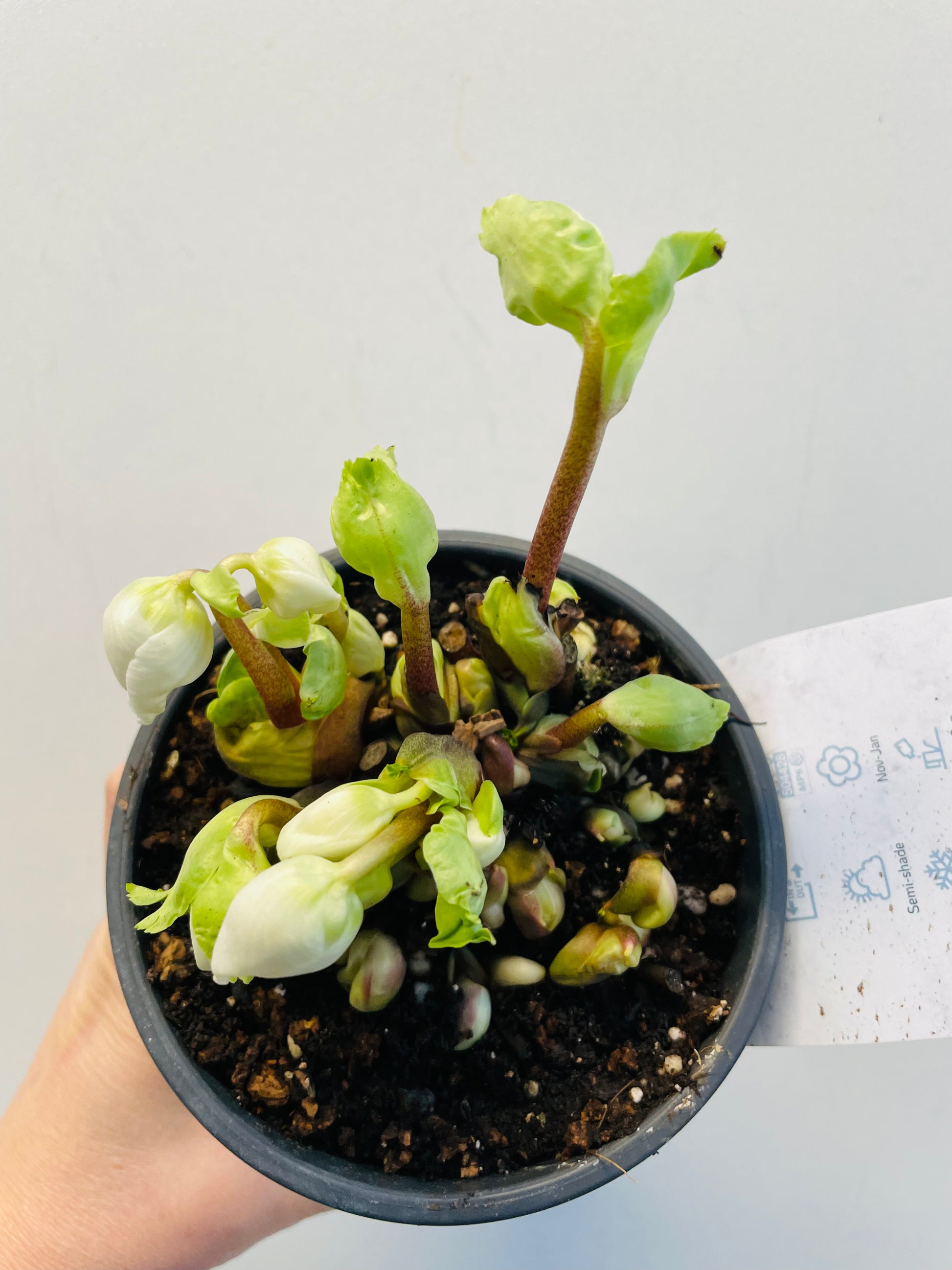 Bilde av Helleborus niger ‘Verboom Beauty’-Spanne Plantesalg