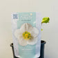 Bilde av Helleborus niger ‘Verboom Beauty’-Spanne Plantesalg
