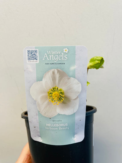 Bilde av Helleborus niger ‘Verboom Beauty’-Spanne Plantesalg