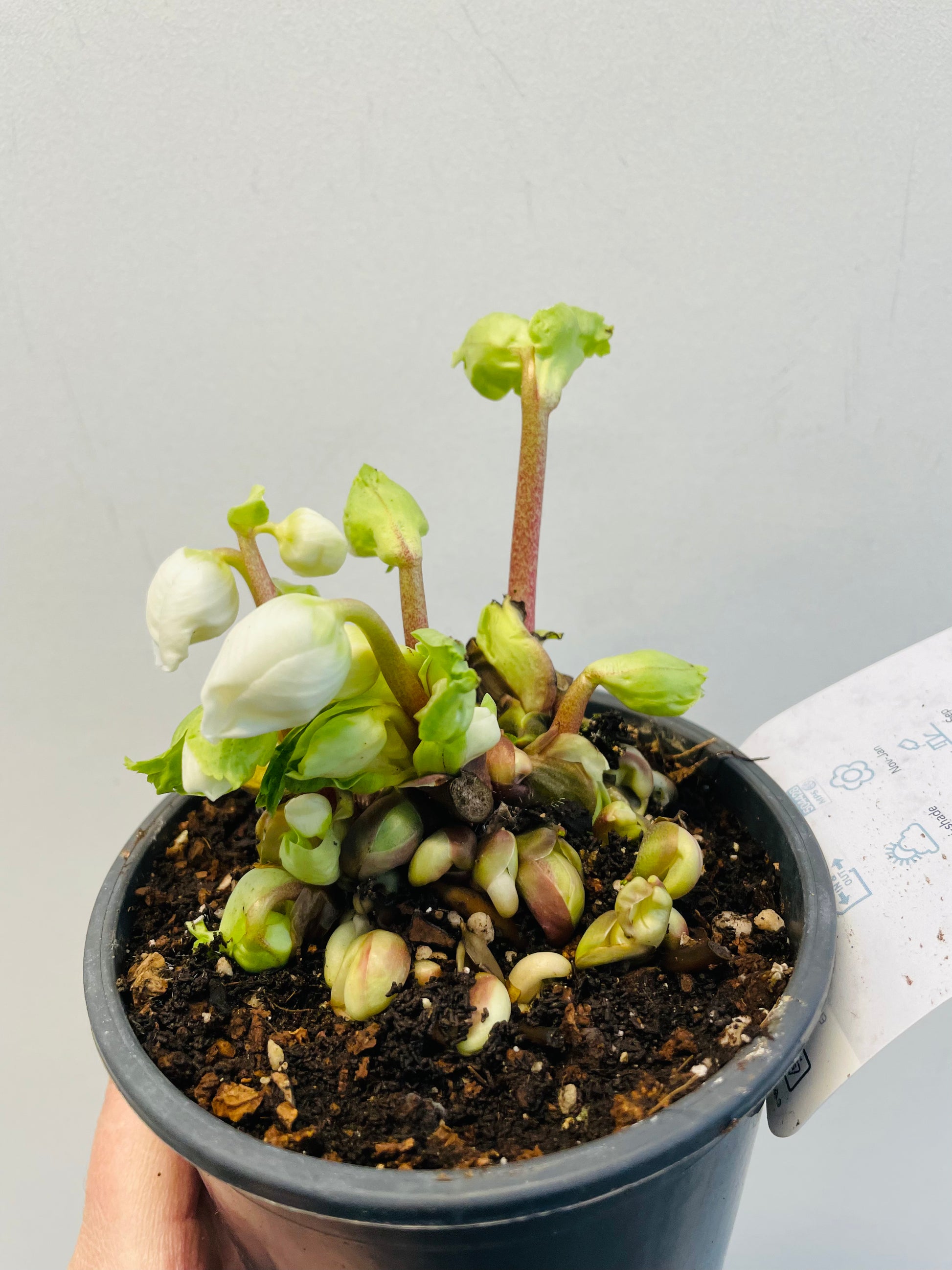 Bilde av Helleborus niger ‘Verboom Beauty’-Spanne Plantesalg