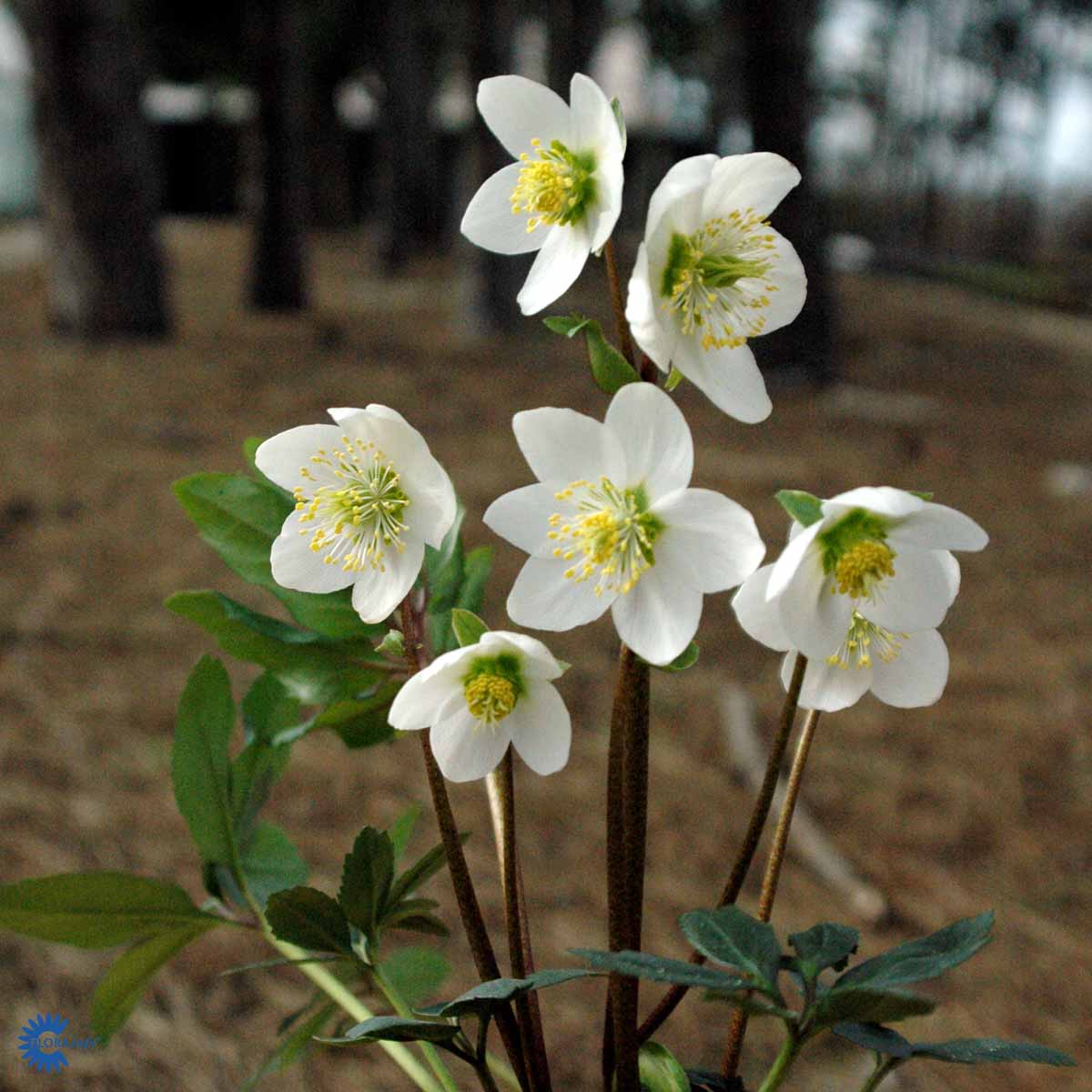 Bilde av Helleborus niger-Spanne Plantesalg