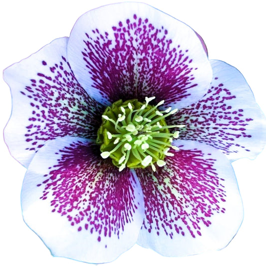 Bilde av Helleborus o. 'Pr. Ellen Spotted'-Spanne Plantesalg