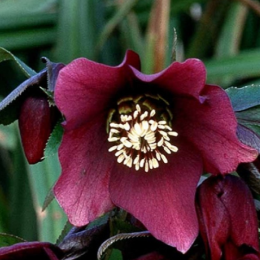 Bilde av Helleborus o. 'Pretty Ellen Purple'-Spanne Plantesalg