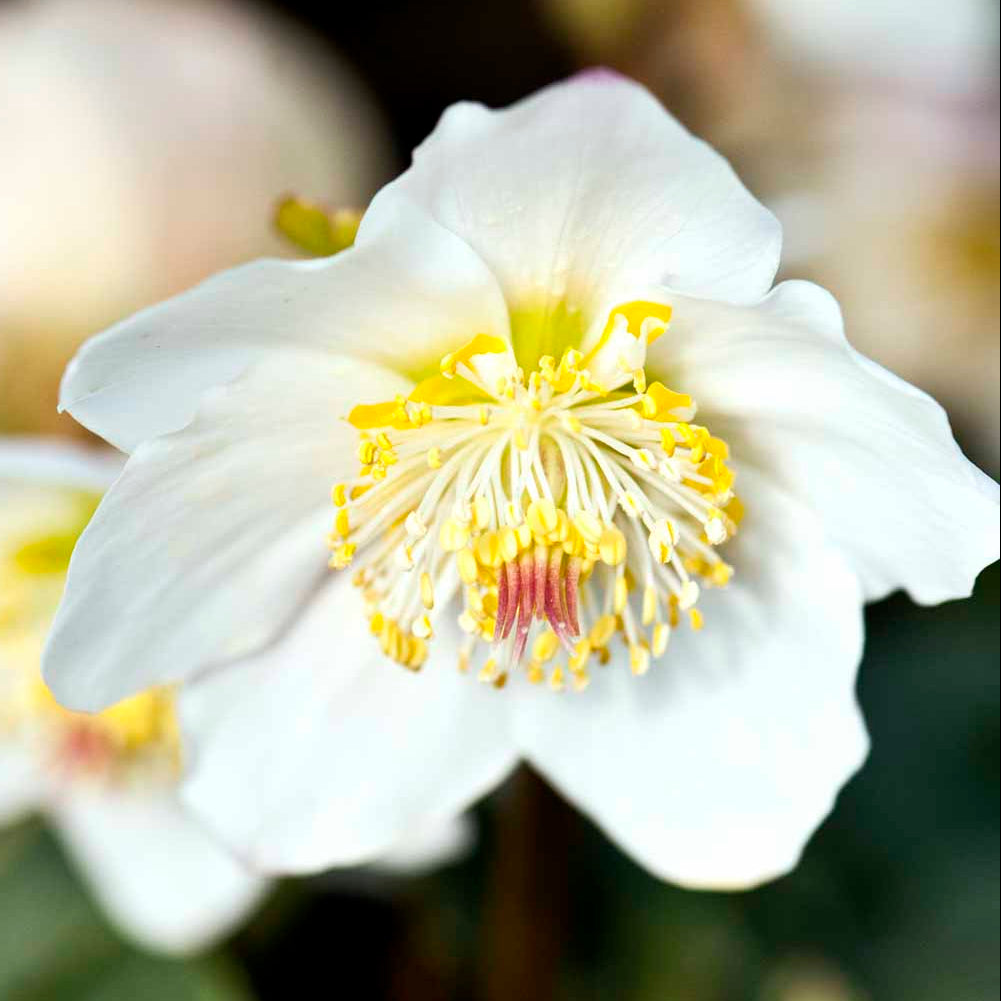 Bilde av Helleborus o. 'Pretty Ellen White'-Spanne Plantesalg