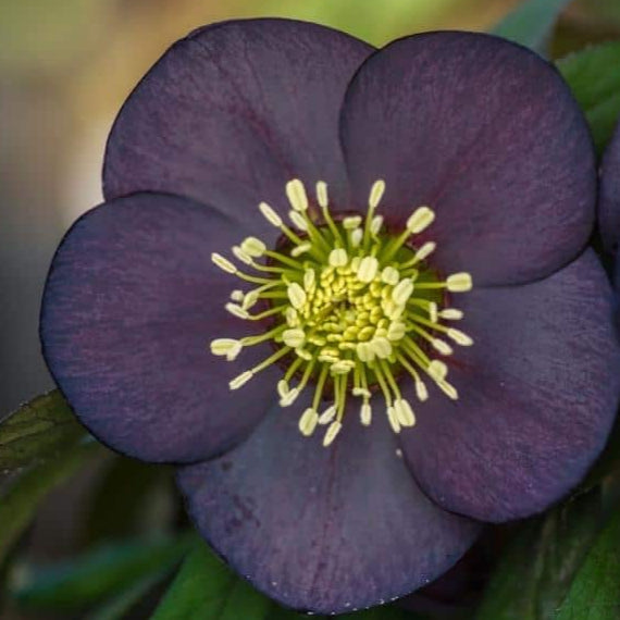 Bilde av Helleborus or. 'Black'-Spanne Plantesalg