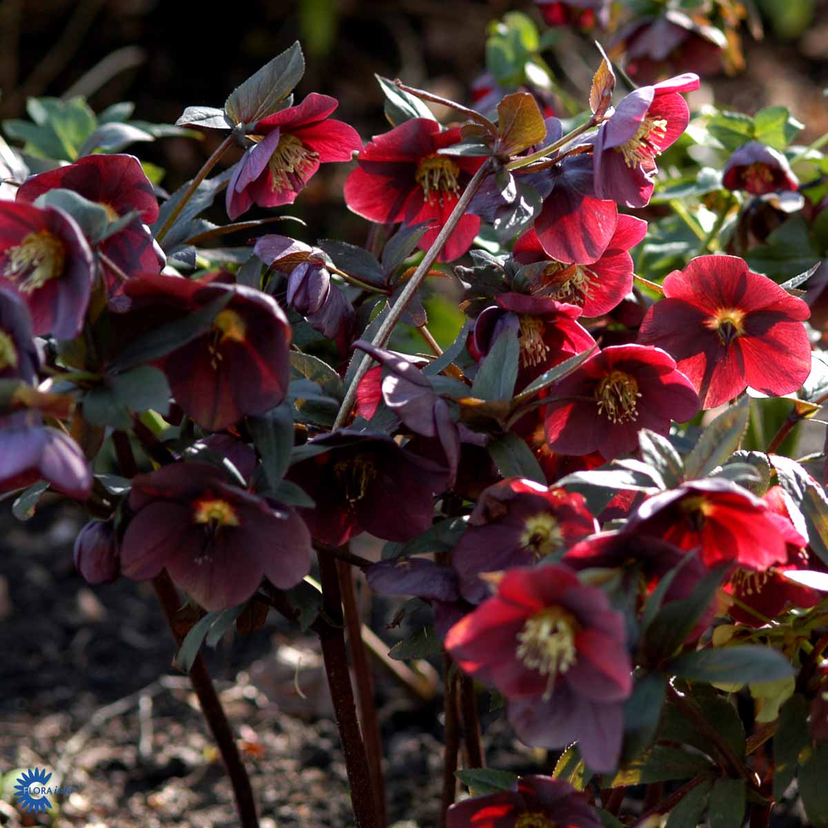 Bilde av Helleborus or. 'Red Hybrids'-Spanne Plantesalg