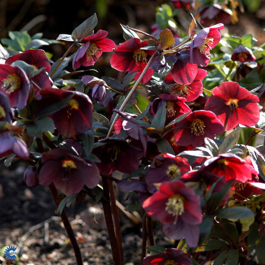 Bilde av Helleborus or. 'Red Hybrids'-Spanne Plantesalg