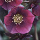 Bilde av Helleborus orientalis Halcyon Early Dark Red XL72 (4sds) Pris pr stk-Spanne Plantesalg