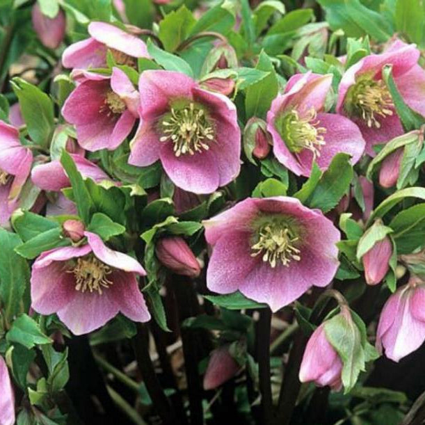 Bilde av Helleborus orientalis LTD Halcyon Early Rose Pris pr 2 stk-Spanne Plantesalg
