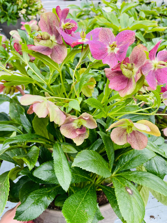 Helleborus orientalis ‘Victoria’