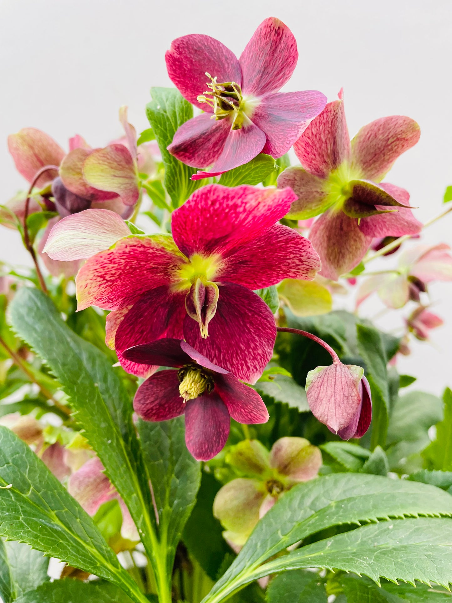 Bilde av Helleborus orientalis ViV Catharina-Spanne Plantesalg
