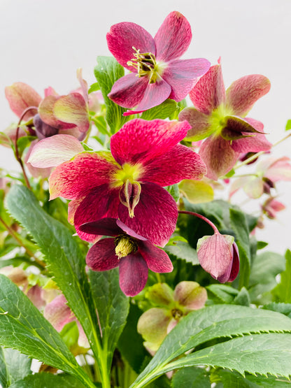 Bilde av Helleborus orientalis ViV Catharina-Spanne Plantesalg