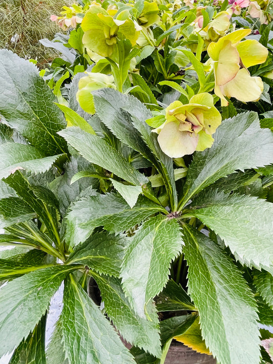 Helleborus orientalis ‘Viv Vera’