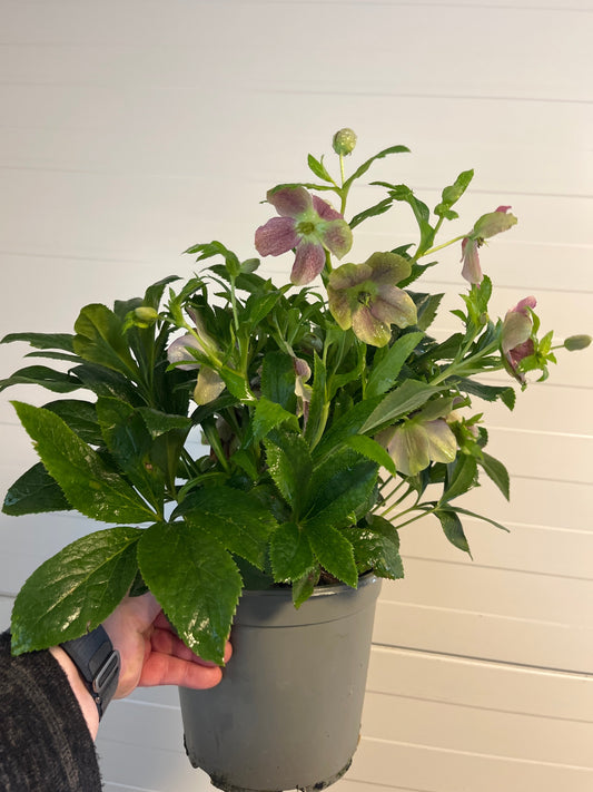 Bilde av Helleborus orientalis ViV Victoria-Spanne Plantesalg