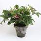 Bilde av HELLEBORUS ORIENTALIS 'VIV® VICTORIA'-Spanne Plantesalg