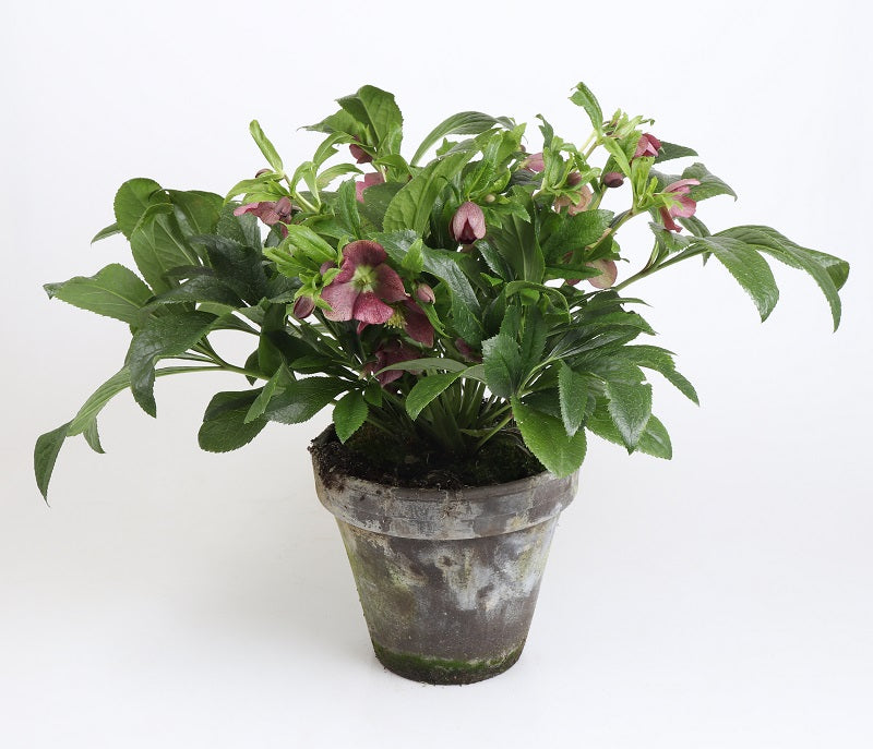 Bilde av HELLEBORUS ORIENTALIS 'VIV® VICTORIA'-Spanne Plantesalg