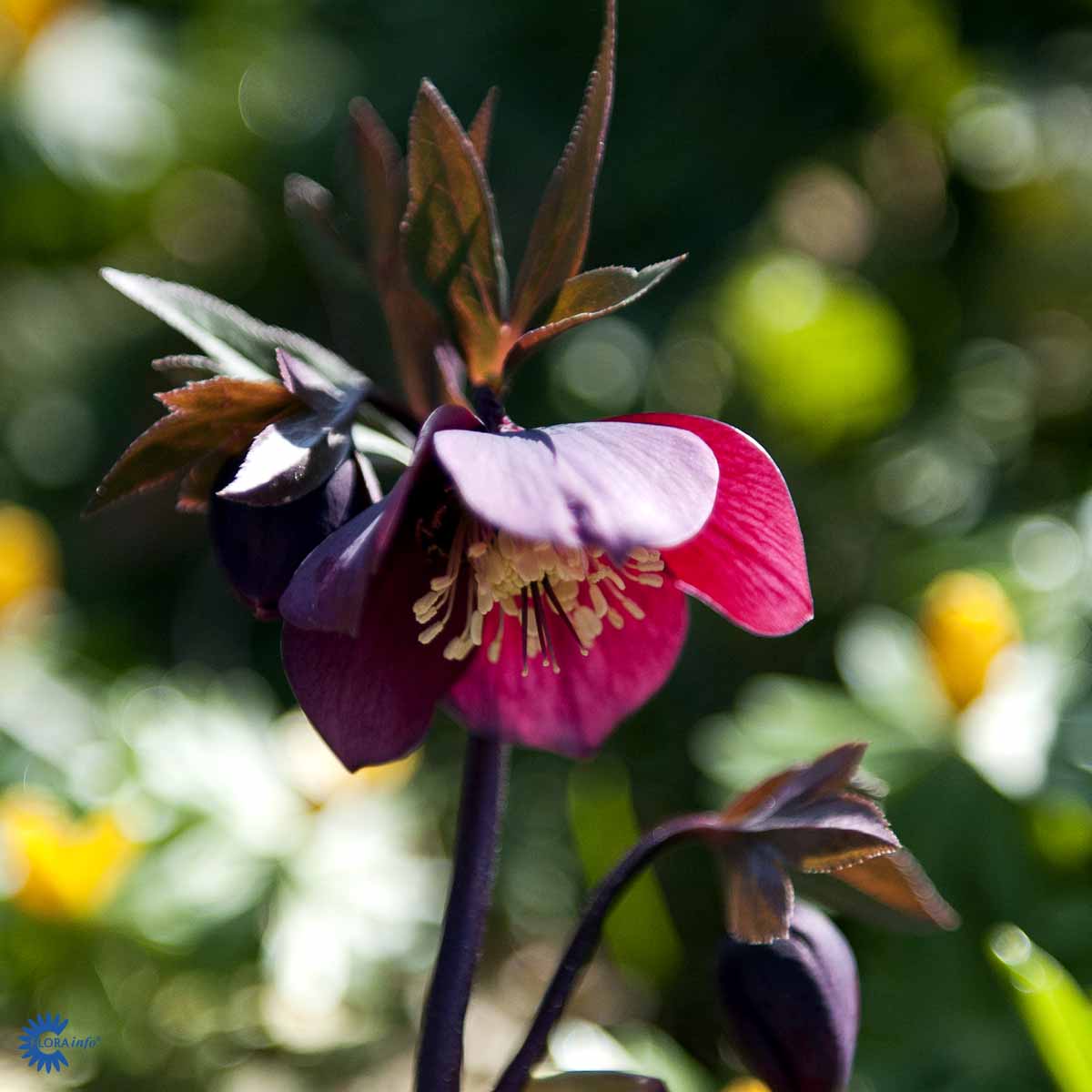Bilde av Helleborus purpurascens-Spanne Plantesalg