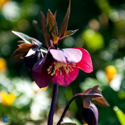Bilde av Helleborus purpurascens-Spanne Plantesalg