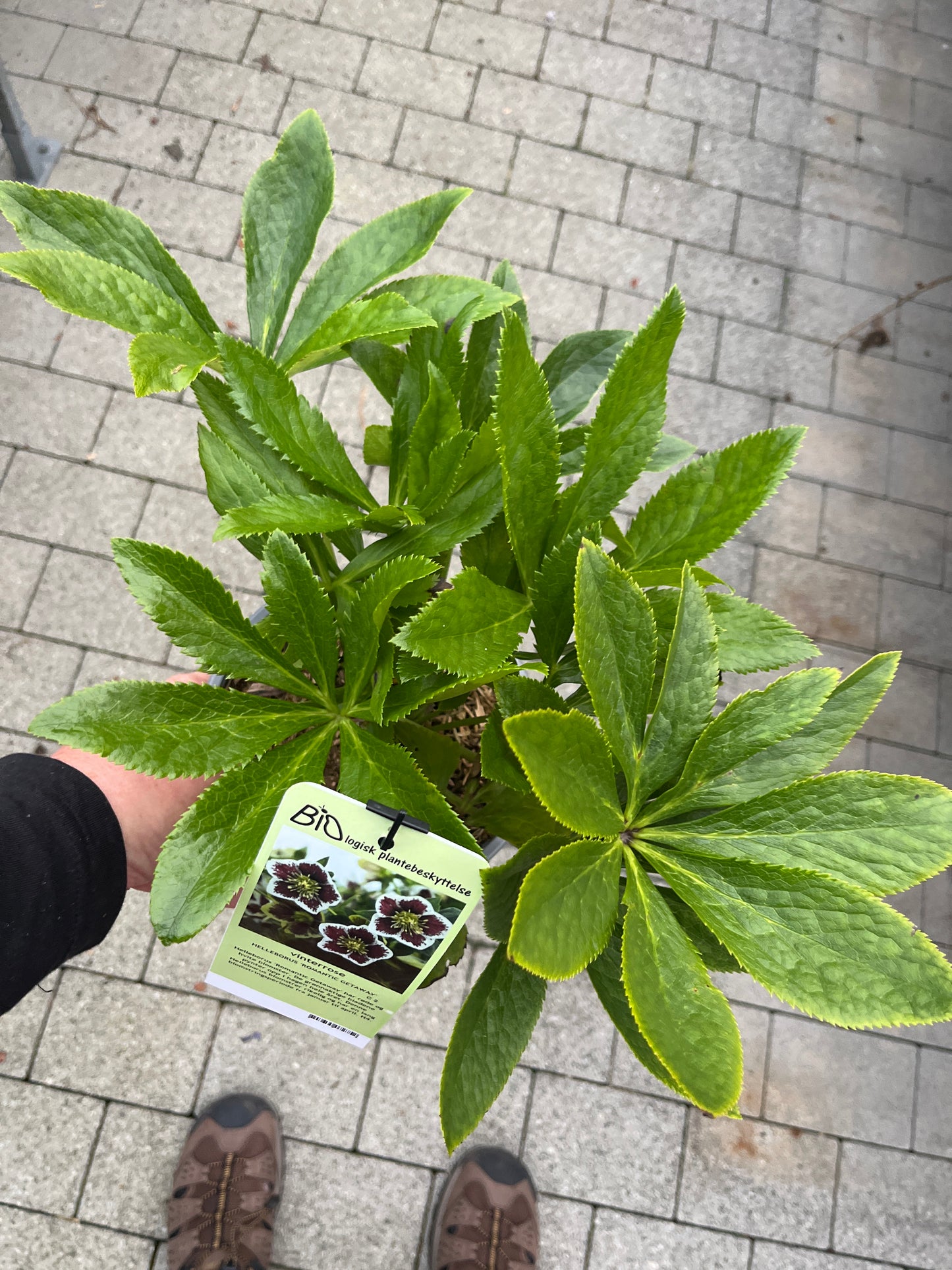 Bilde av HELLEBORUS 'ROMANTIC GETAWAY'-Spanne Plantesalg