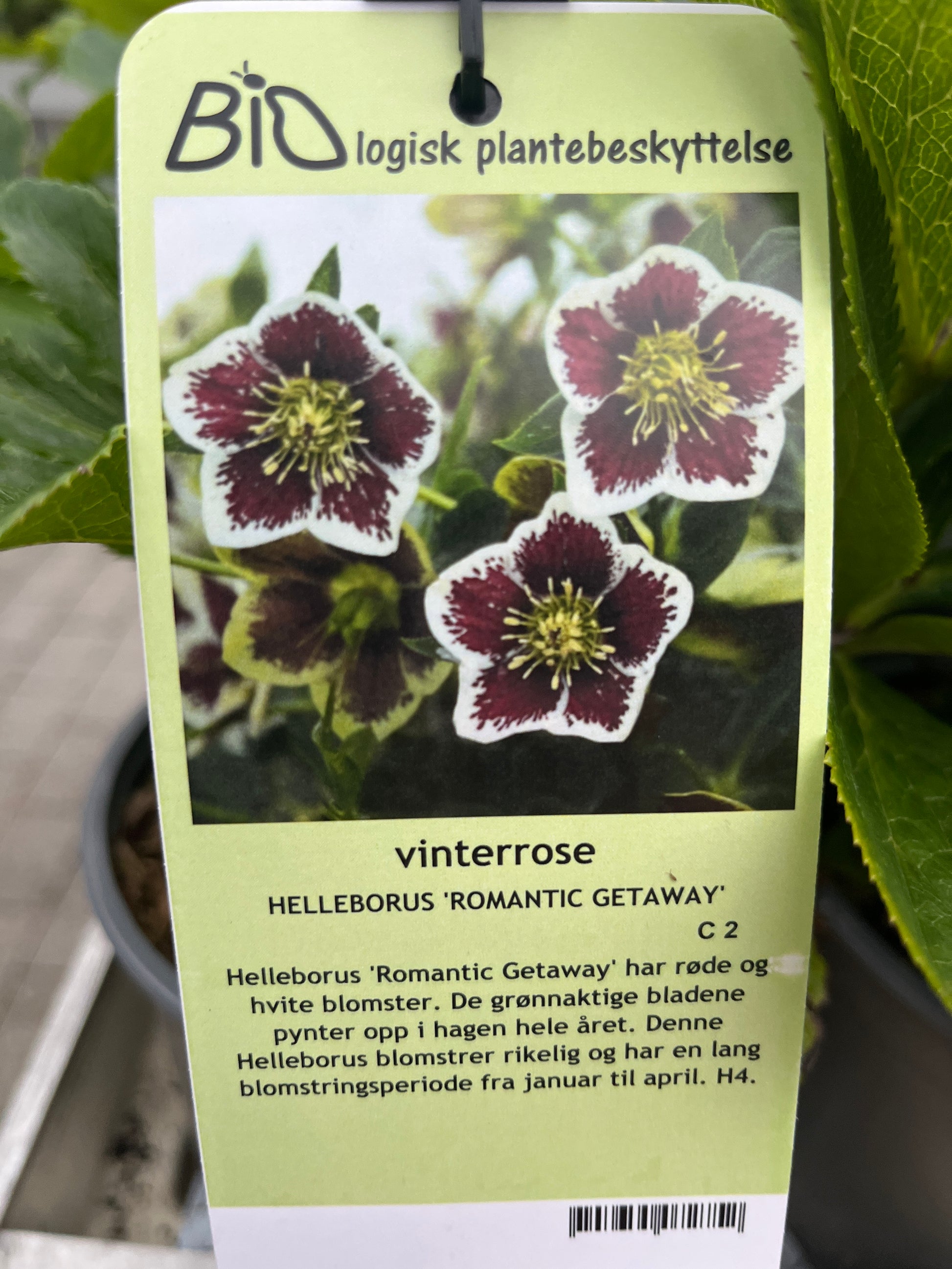 Bilde av HELLEBORUS 'ROMANTIC GETAWAY'-Spanne Plantesalg
