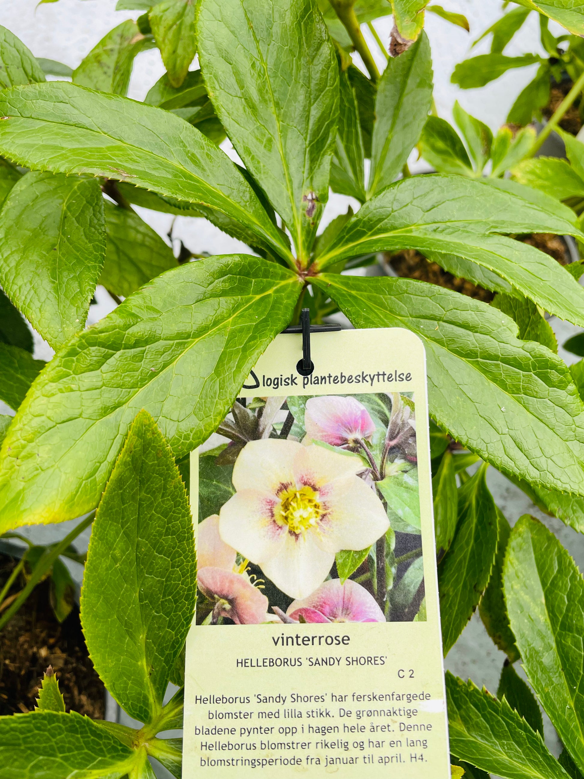 Bilde av Helleborus ‘Sandy Shores’-Spanne Plantesalg