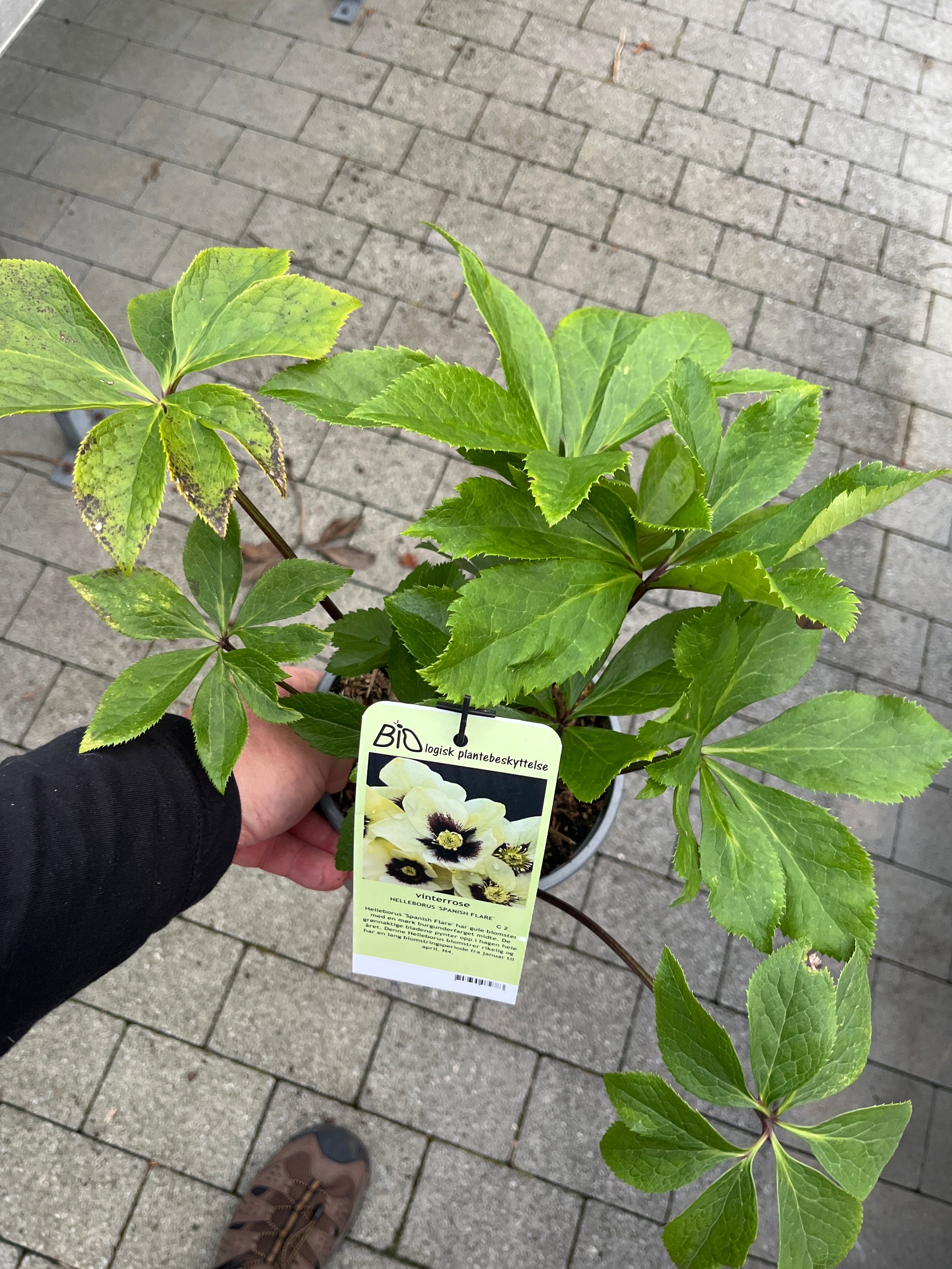 Bilde av HELLEBORUS 'SPANISH FLARE'-Spanne Plantesalg