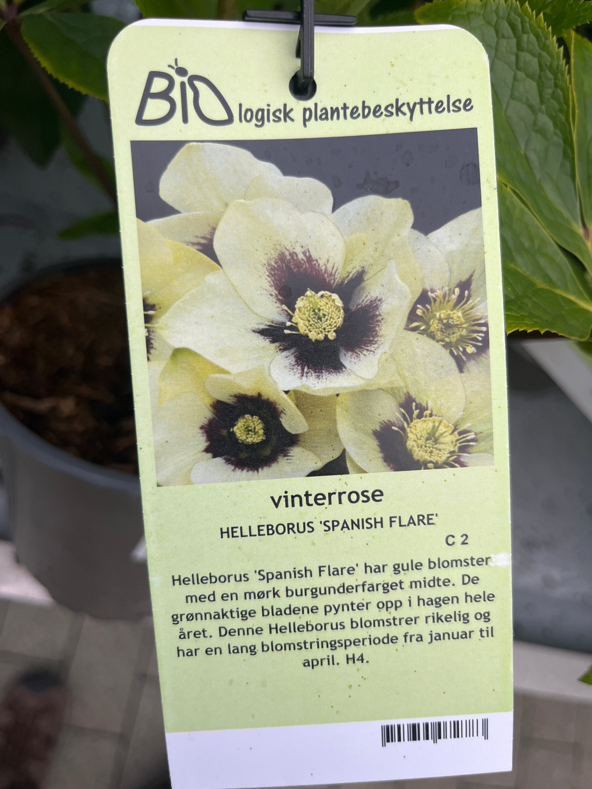 Bilde av HELLEBORUS 'SPANISH FLARE'-Spanne Plantesalg