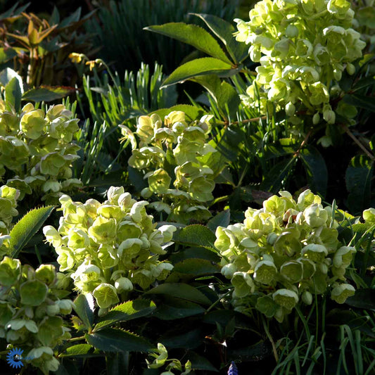 Bilde av Helleborus sternii-Spanne Plantesalg